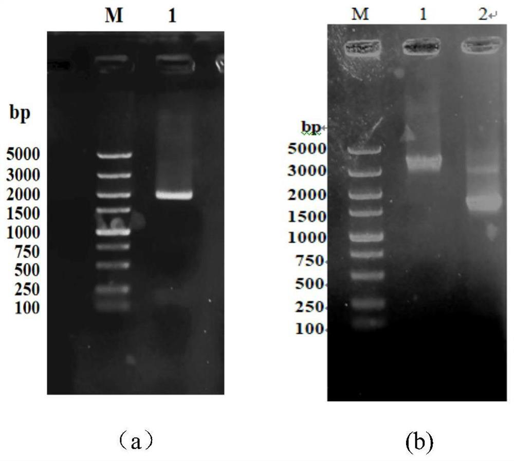 A high tolerance yeast strain suitable for frozen dough fermentation and its application