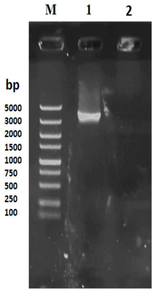 A high tolerance yeast strain suitable for frozen dough fermentation and its application