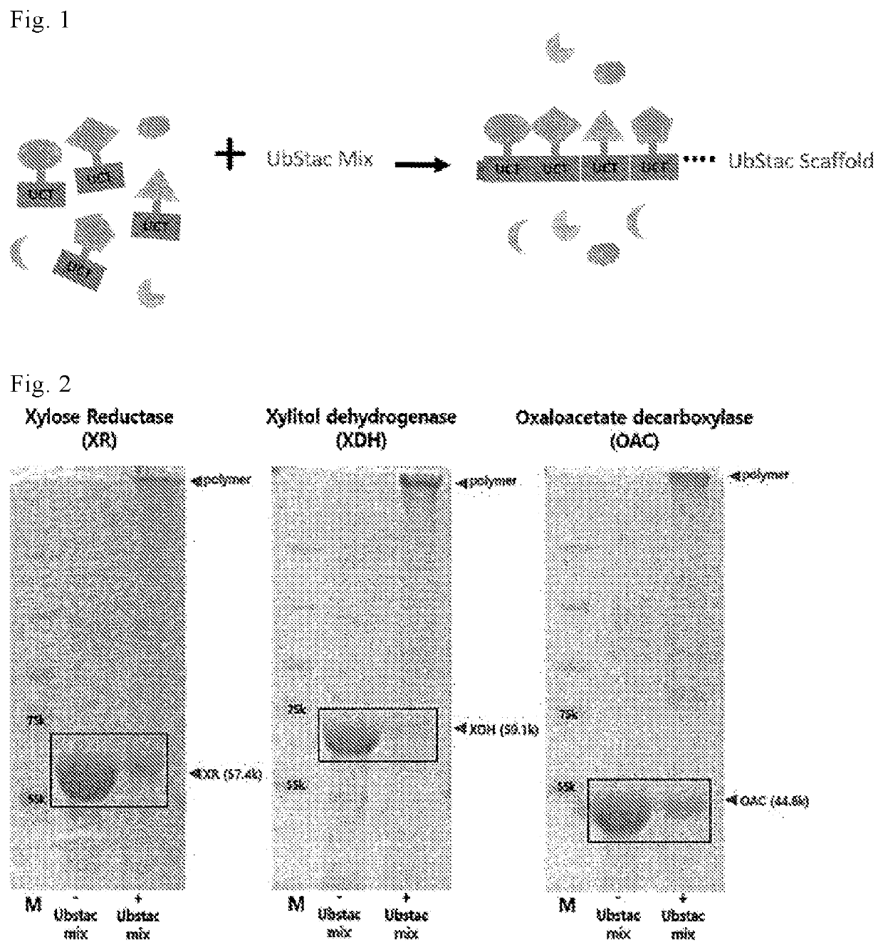 Linear polyfunctional multimer biomolecule coupled to polyubiquitin linker and use thereof