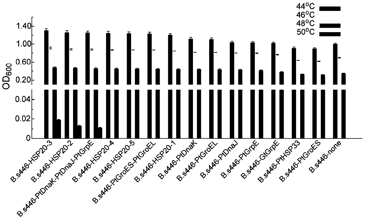 Application of heat shock protein gene from thermophilic bacteria