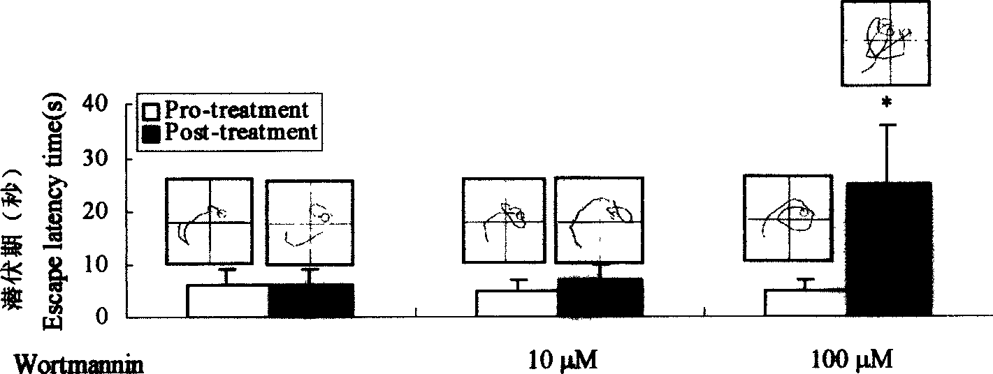 Construction process of Alzhemer's disease rat animal model