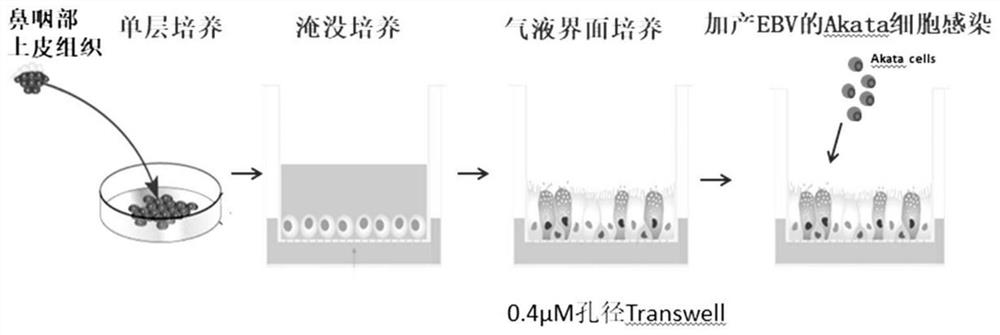 Method for establishing EBV virus infected artificial respiratory tract epithelium model