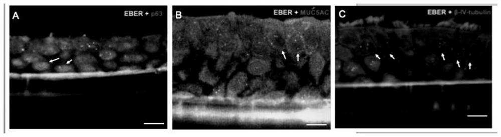 Method for establishing EBV virus infected artificial respiratory tract epithelium model