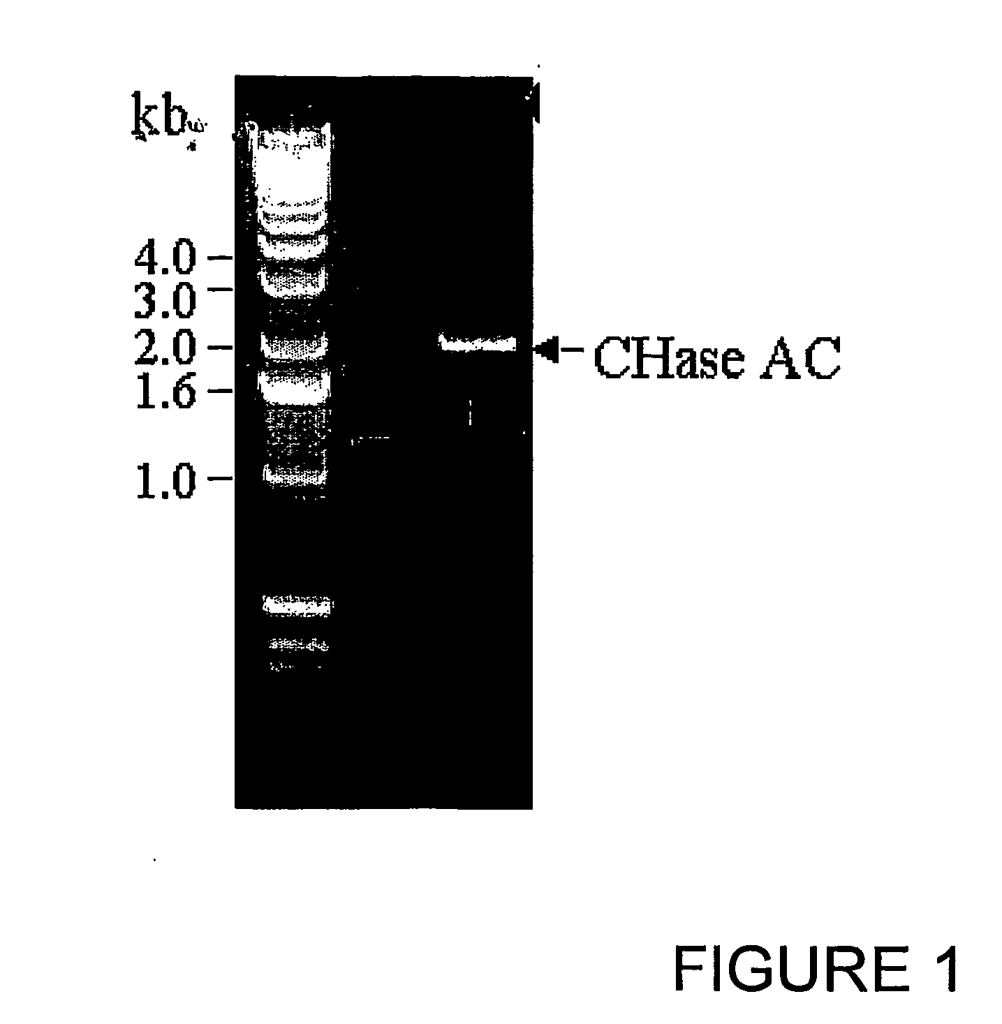 Chimeric protein