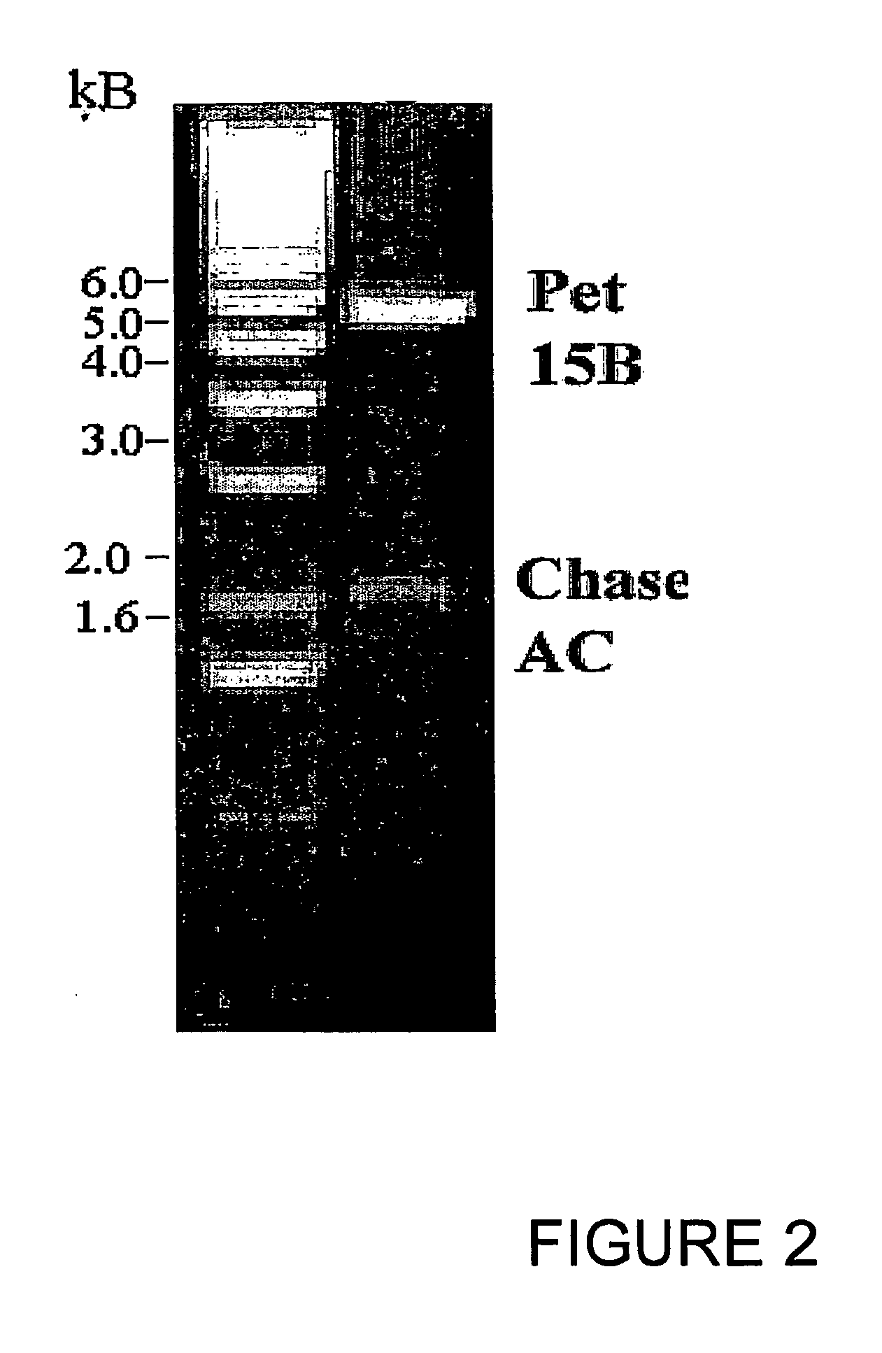 Chimeric protein