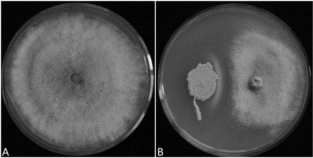 Bacillus amyloliquefaciense BA-KA3 and application thereof