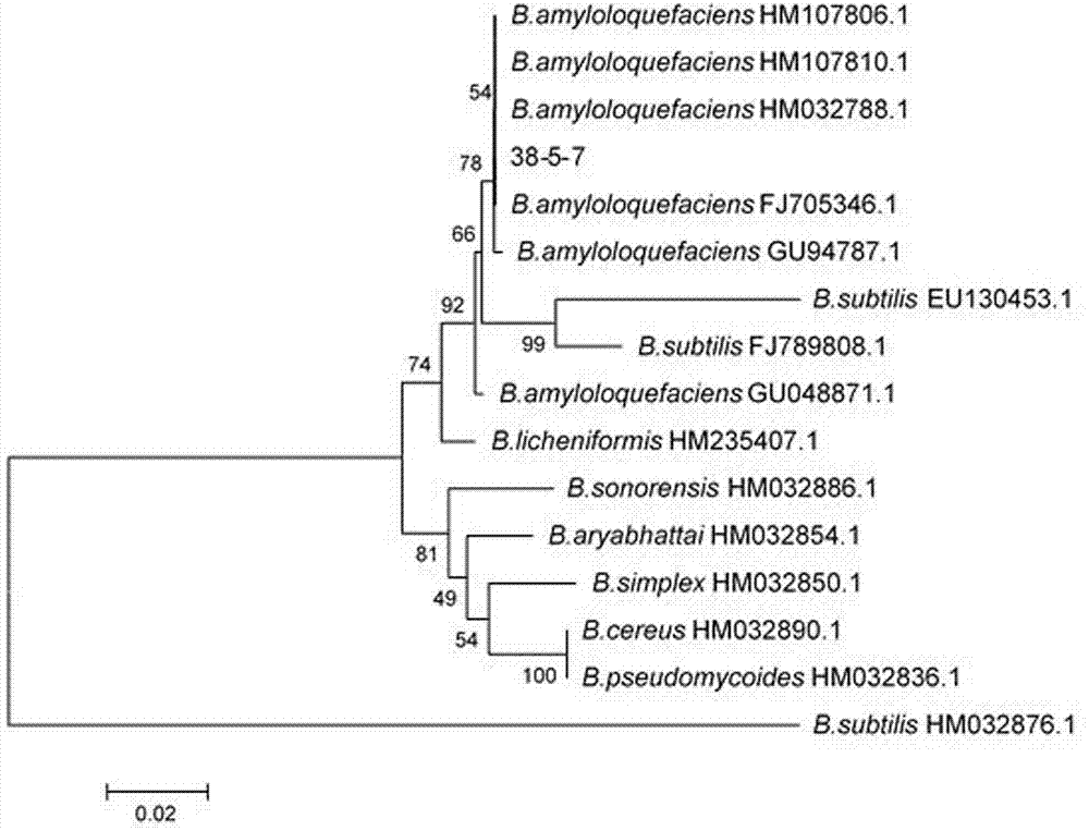 Bacillus amyloliquefaciense BA-KA3 and application thereof