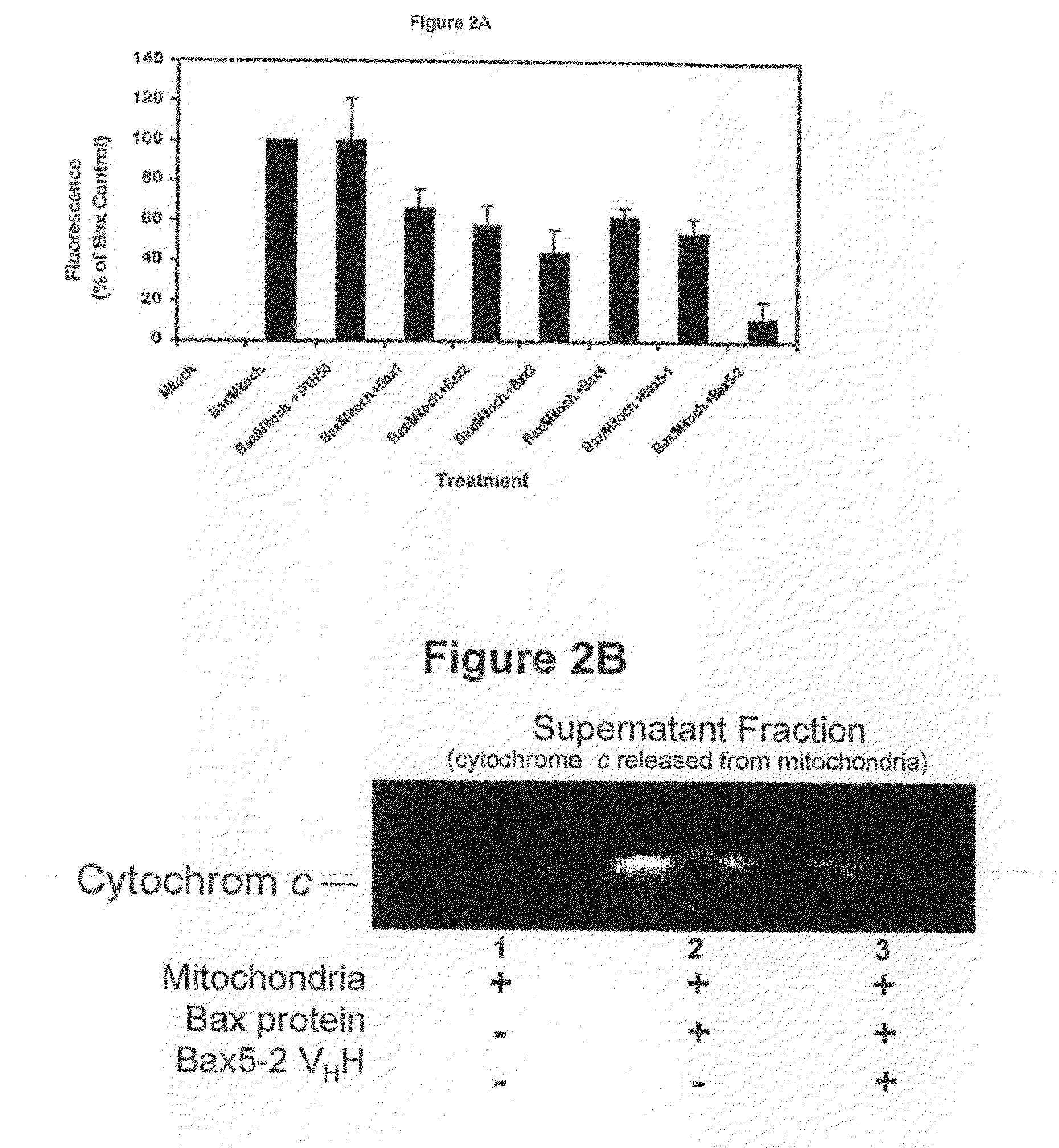 Anti-apoptotic protein antibodies