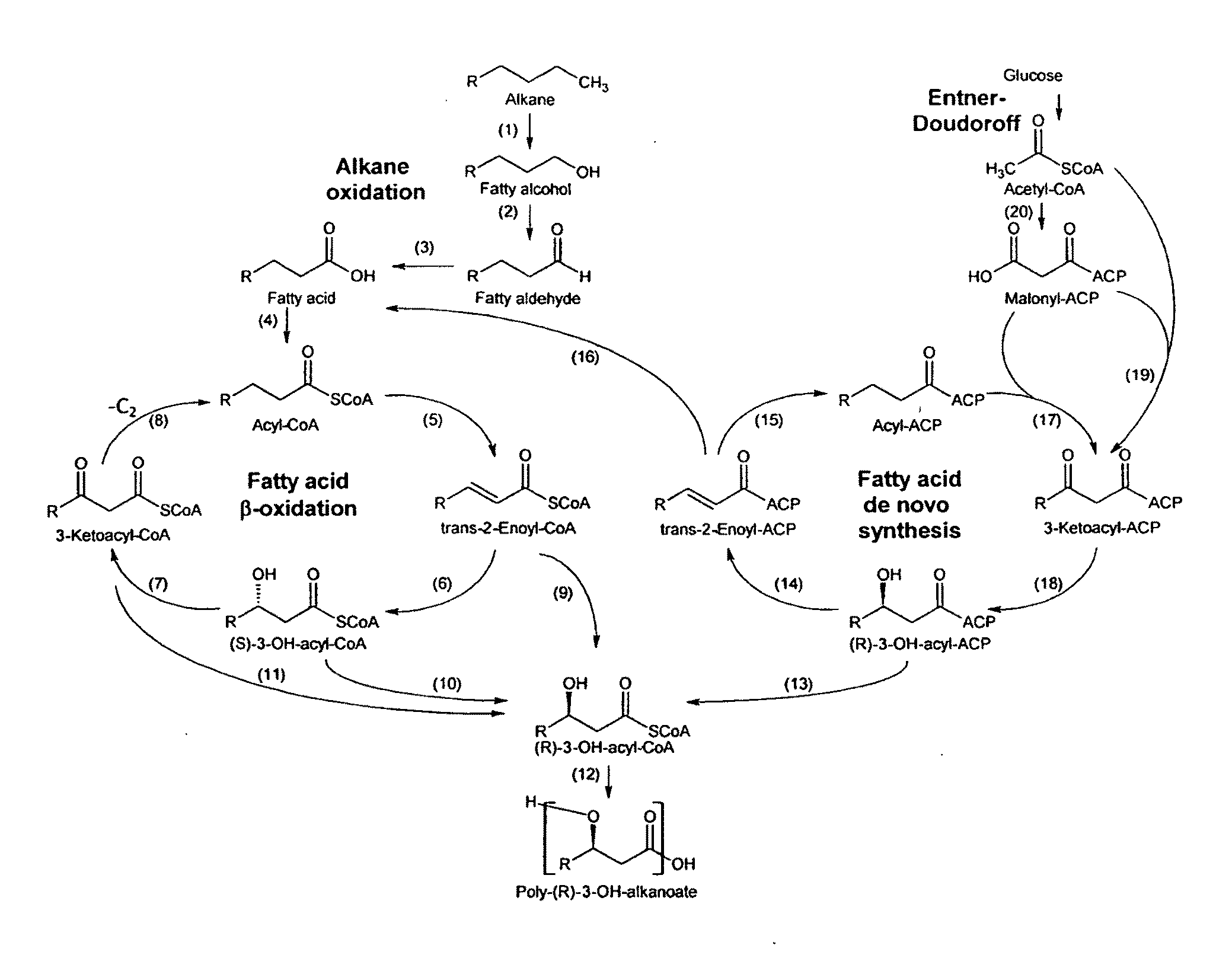 Medium Chain Length Polyhydroxyalkanoate Polymer and Method of Making Same