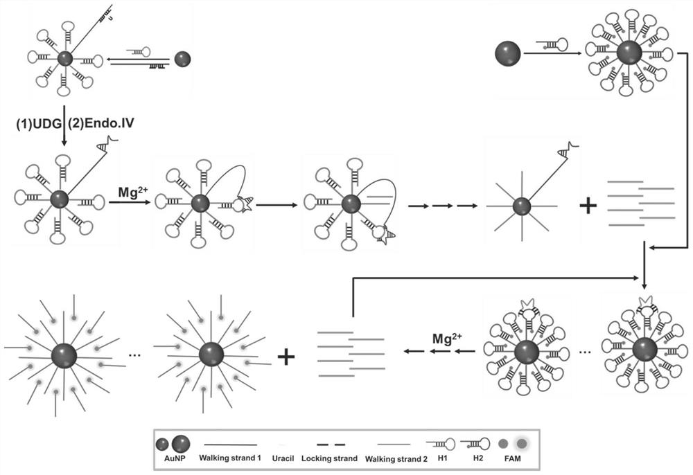 Fluorescent biosensor for detecting uracil DNA glycosylase as well as detection method and application of fluorescent biosensor