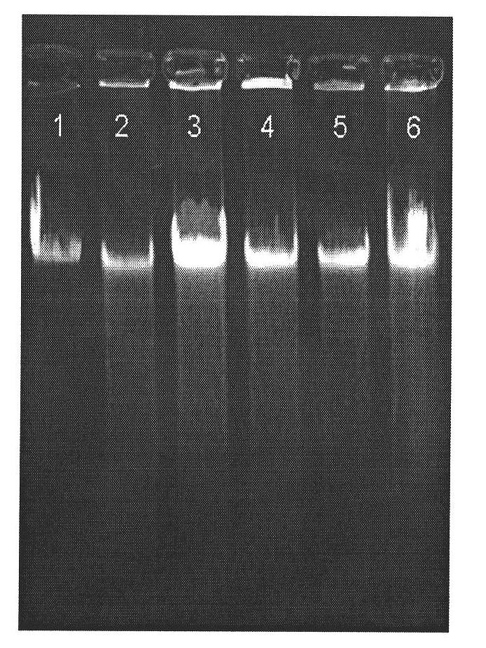 Seedling and seed specific expression GmPLPA gene promoter for soybean and application thereof