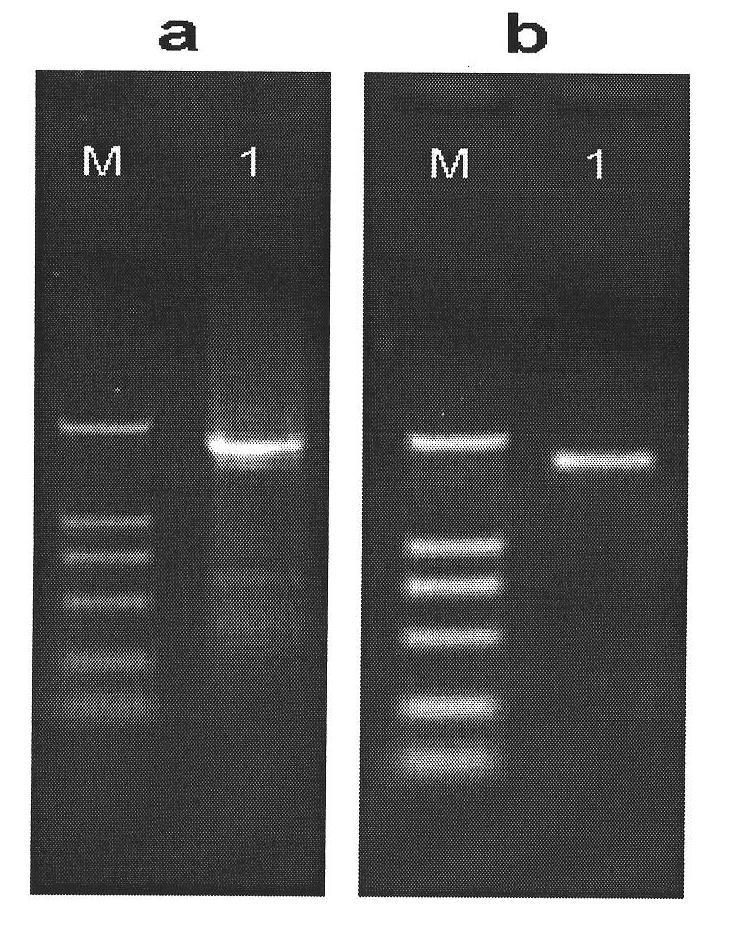 Seedling and seed specific expression GmPLPA gene promoter for soybean and application thereof