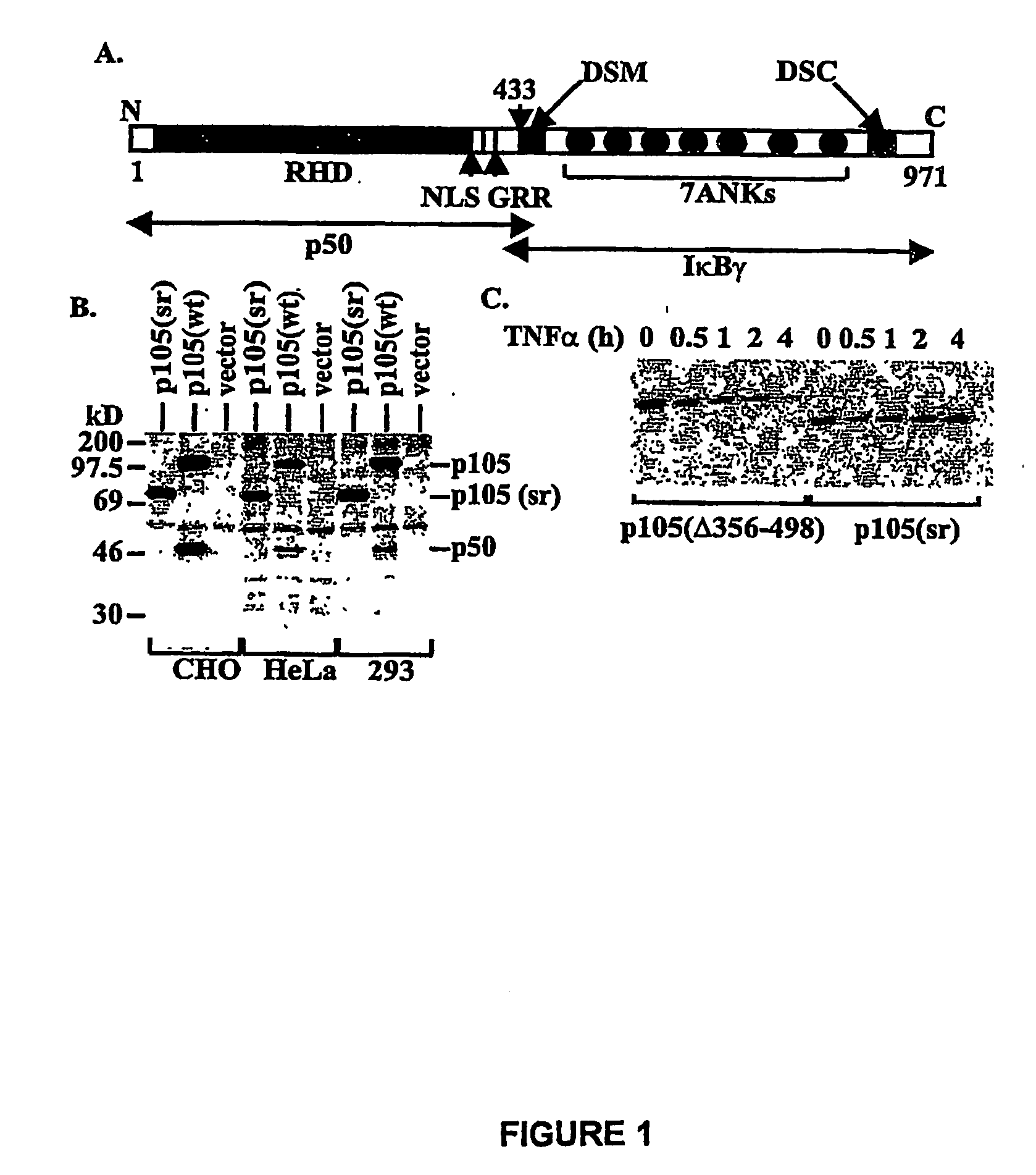 Methods and Compositions for Inhibition of Nuclear Factor kappaB