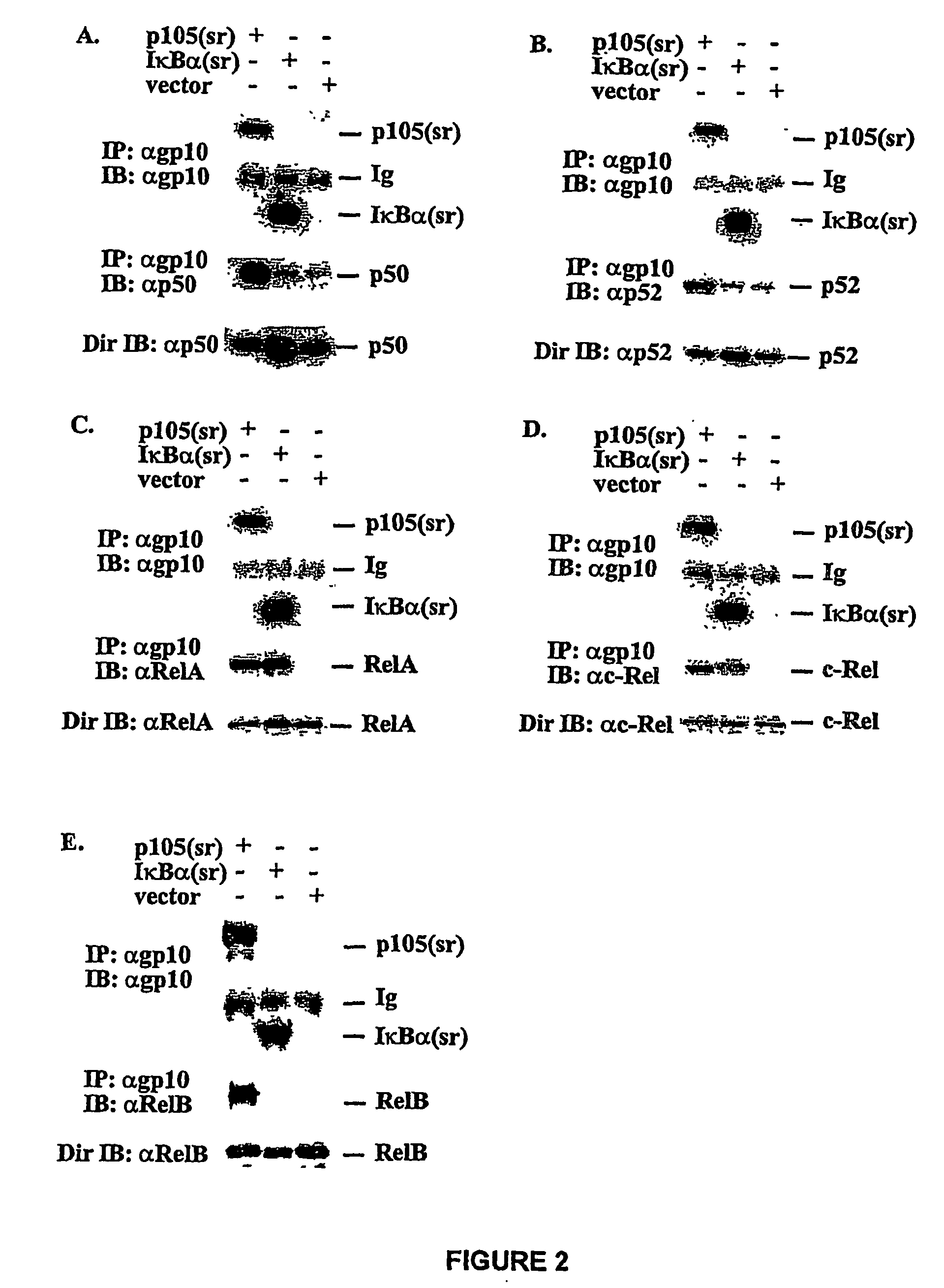 Methods and Compositions for Inhibition of Nuclear Factor kappaB