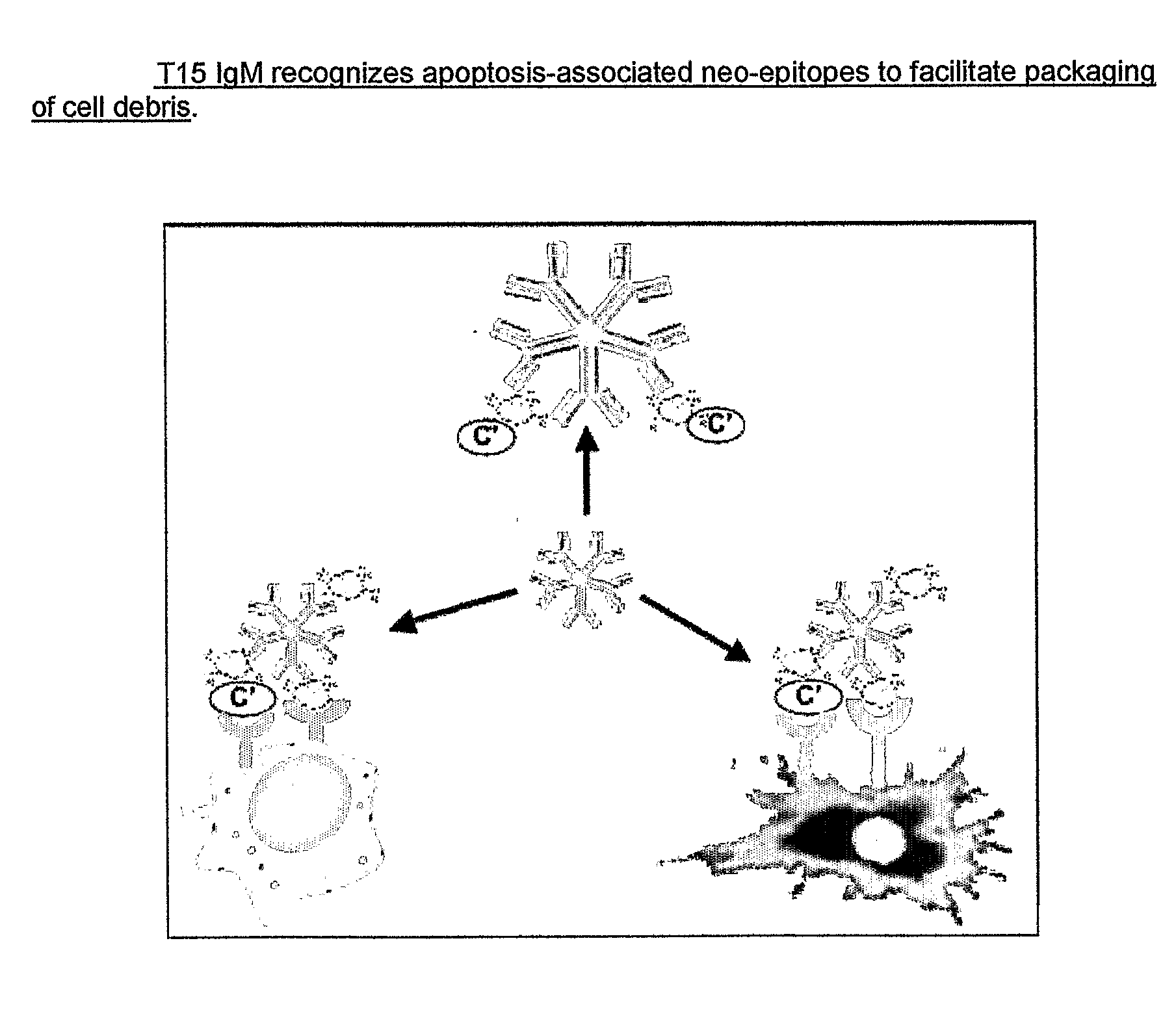 Methods For Reducing the Symptoms of Autoimmunity and Inflammation Using Binding Proteins Against Antigens Exposed on Dead or Dying Cells