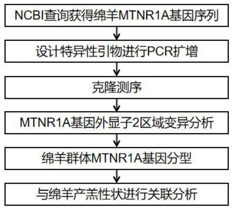 Haplotype molecular markers related to high fecundity of sheep, screening method and application