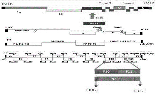 IBV Vero cell adapted strain established on basis of reverse genetic technology