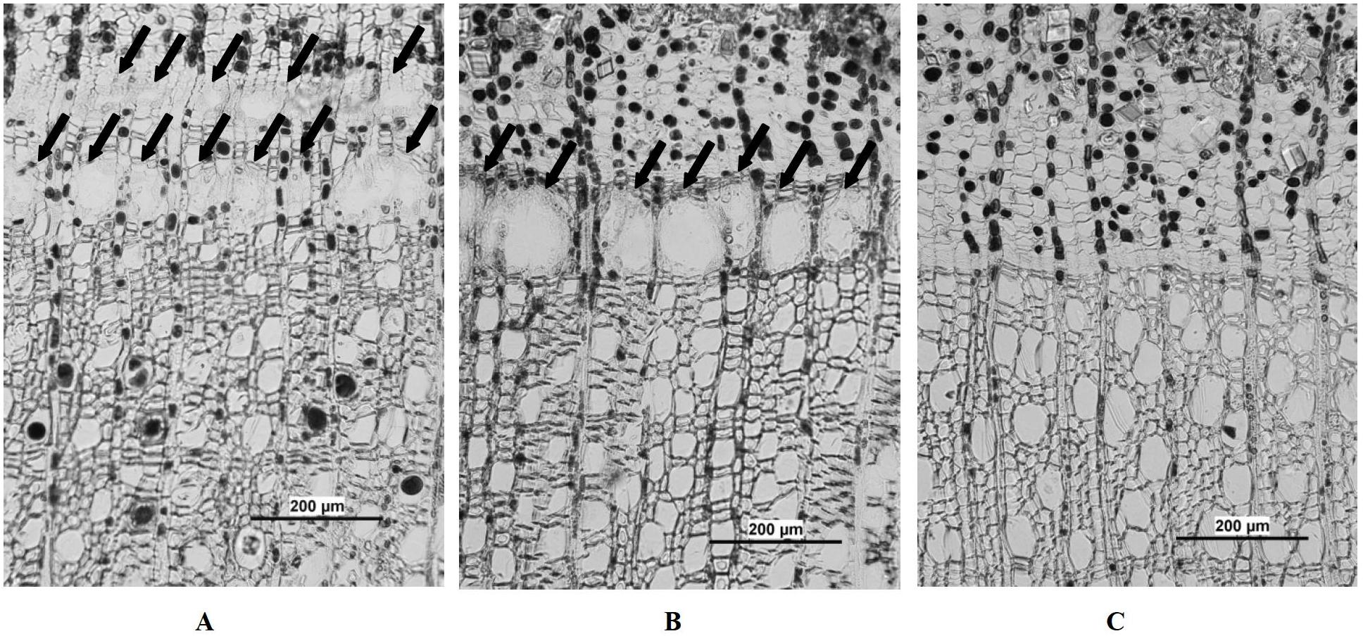 Chemical method for promoting sweetgum to produce lipid