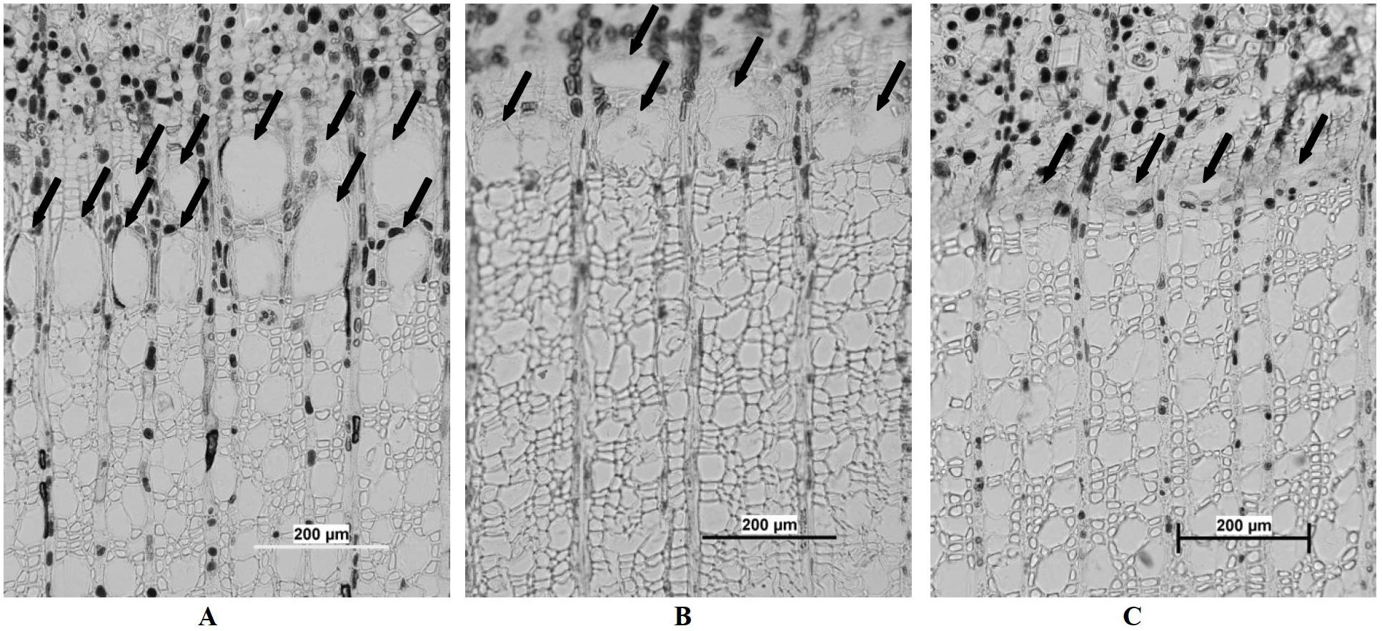 Chemical method for promoting sweetgum to produce lipid