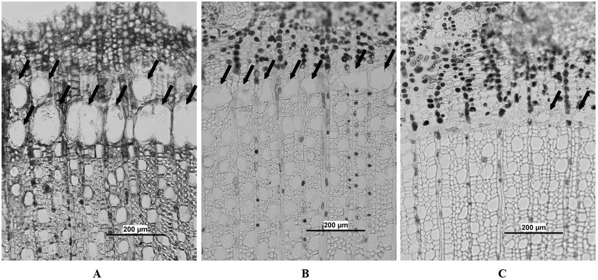 Chemical method for promoting sweetgum to produce lipid