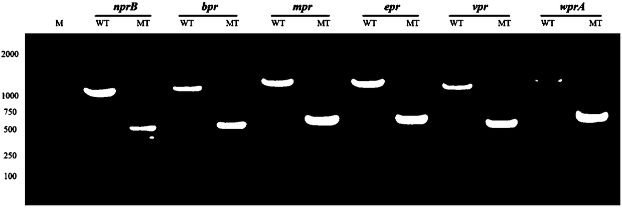 Bacillus subtilis used for high-efficiency expression and high-density culture of pullulanase