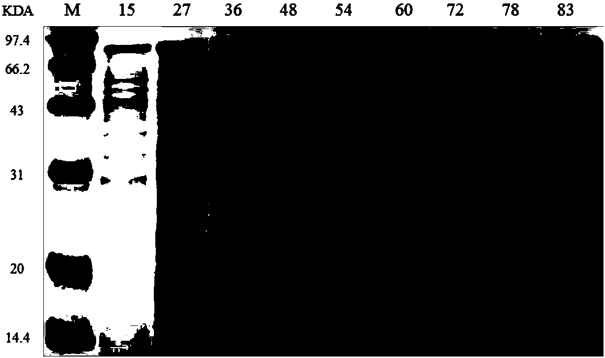 Bacillus subtilis used for high-efficiency expression and high-density culture of pullulanase