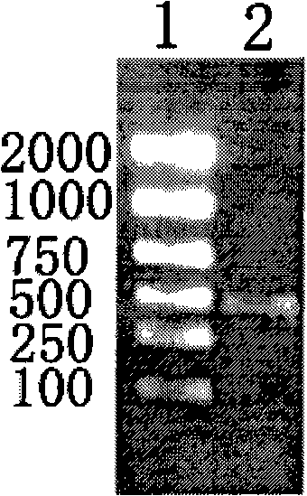 Recombinant expression vector of excretion exudation protein of lung fluke, engineering bacterium, preparation method and uses thereof