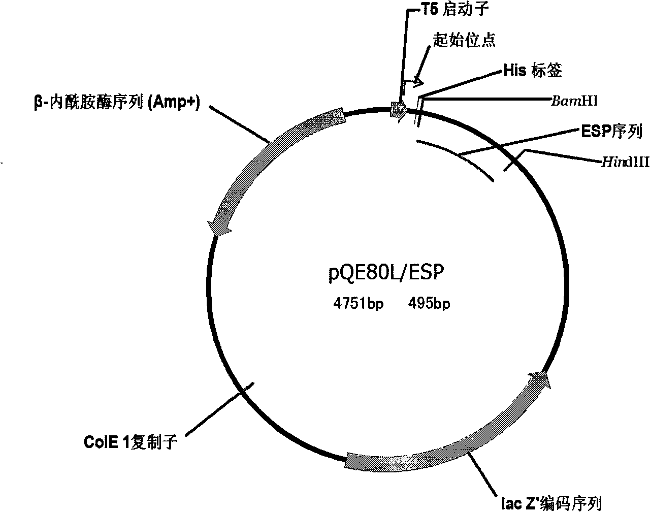 Recombinant expression vector of excretion exudation protein of lung fluke, engineering bacterium, preparation method and uses thereof