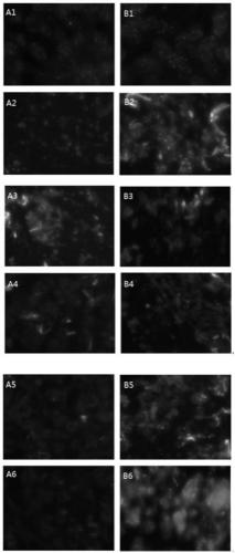 Method for preparing FISH probe of EGFR gene