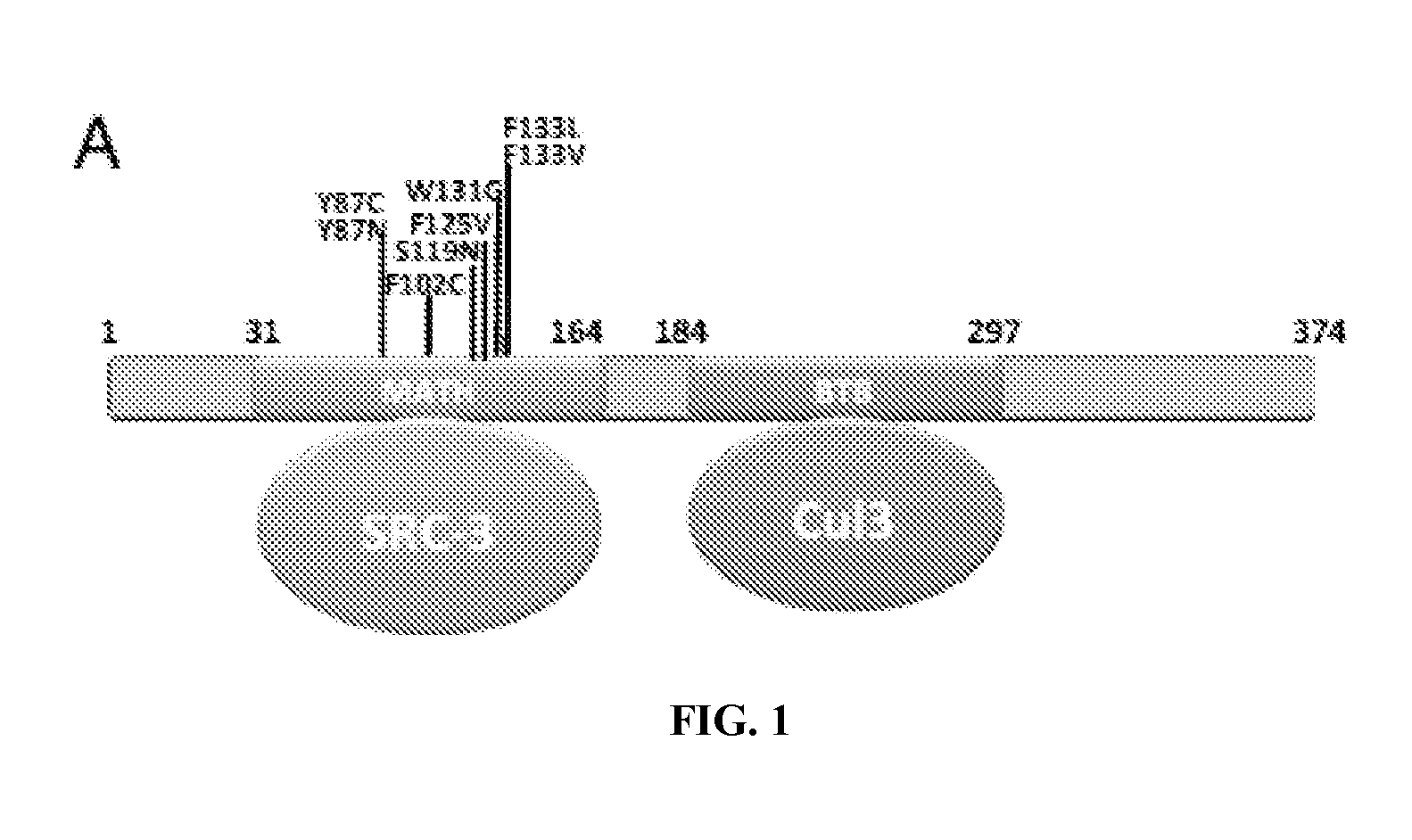 Rationale-based design of a targeted therapy for cancer