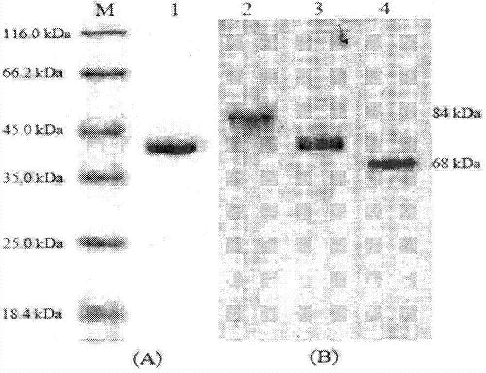 (2R, 3R)-2,3-butanediol dehydrogenase and coding gene and application thereof