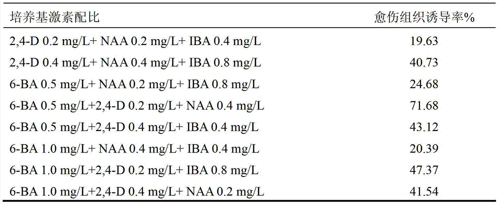 Bergenia purpurascens(hook.f.et Thoms.)Engl. tender leaf tissue culture rapid propagation method