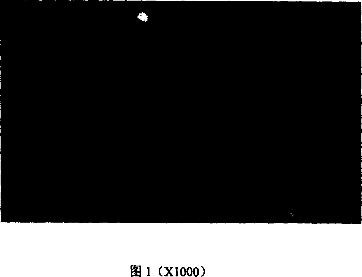 Method for preparing radioactive nuclide magnetic microsphere used in vivo