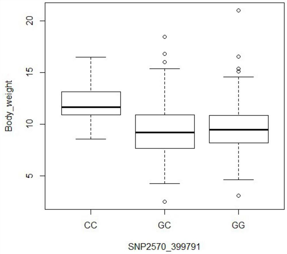 A set of prawn growth-related SNP markers and their application in breeding