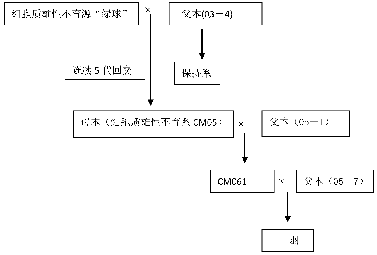 Method for breeding high-yield disease-resistant collard