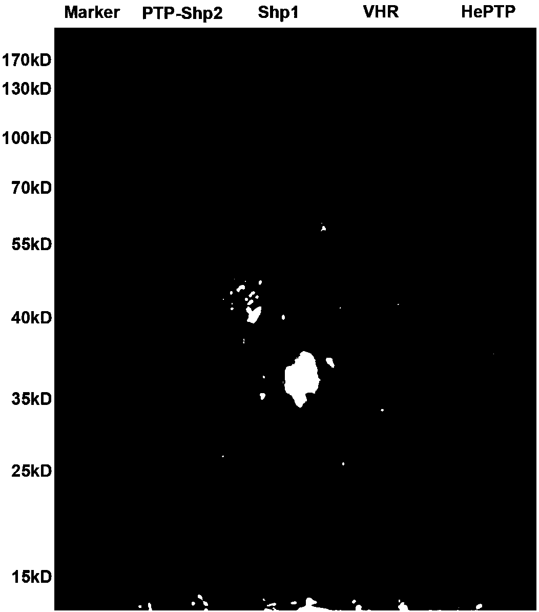 Application of phenylacrylic compounds to preparation of Shp2-specific inhibitors and pharmaceutical application thereof