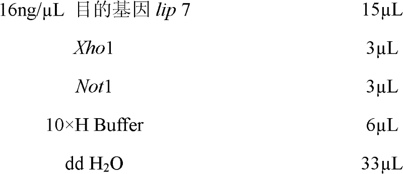 Genetic engineering strain producing lipase and construction method thereof