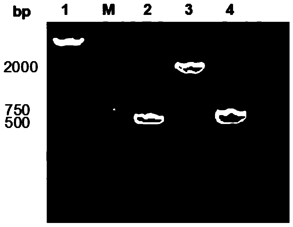 Saccharomyces cerevisiae gene engineering bacteria for knocking out FBP1 gene and construction method and application thereof