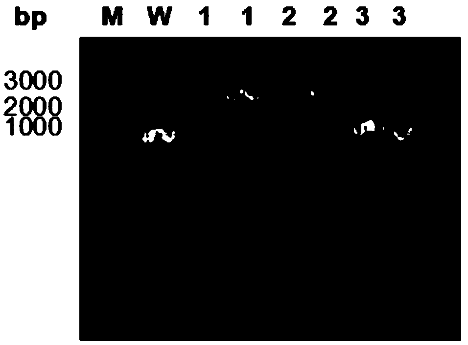 Saccharomyces cerevisiae gene engineering bacteria for knocking out FBP1 gene and construction method and application thereof