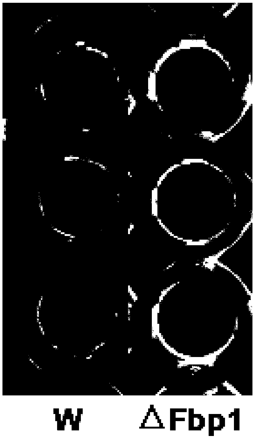 Saccharomyces cerevisiae gene engineering bacteria for knocking out FBP1 gene and construction method and application thereof