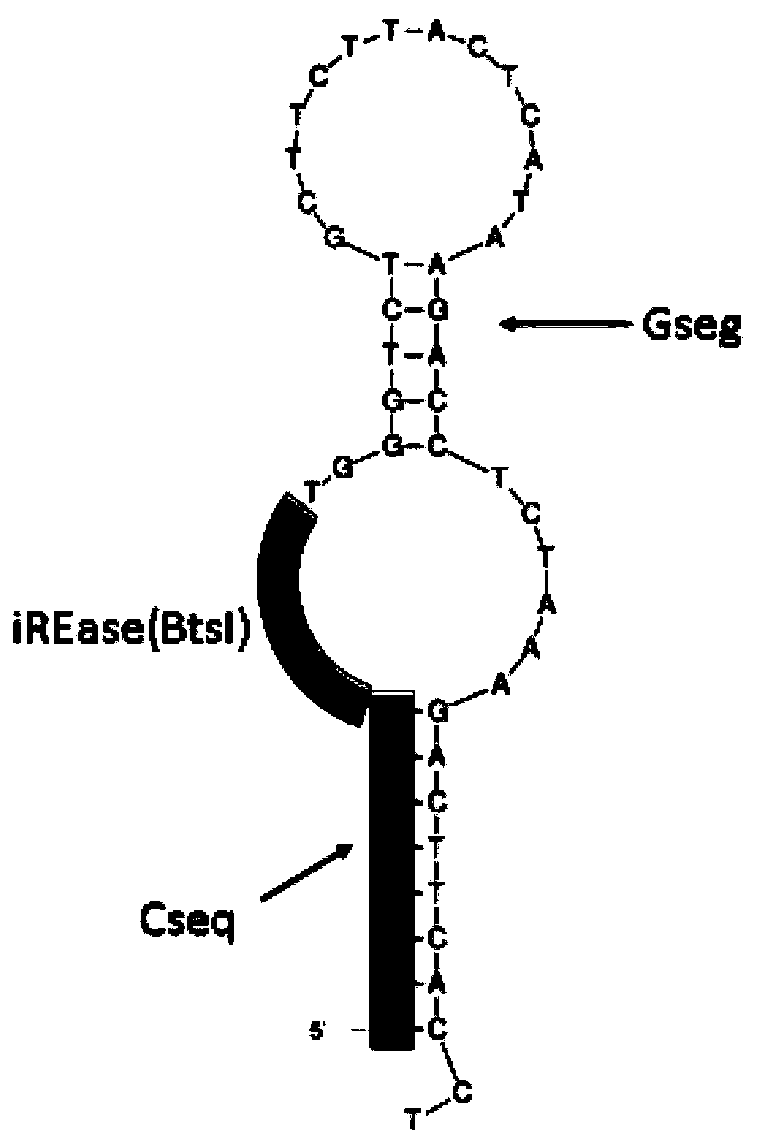 Nucleic acid synthesis method based on bidirectional isothermal extension