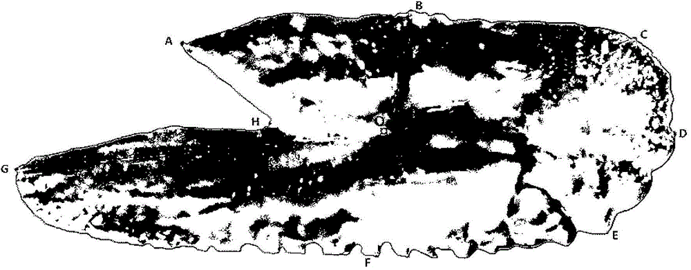 Otolith measurement and fish population discriminating method based on polar coordinate