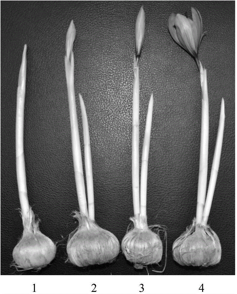 Production processing method for crocus sativus