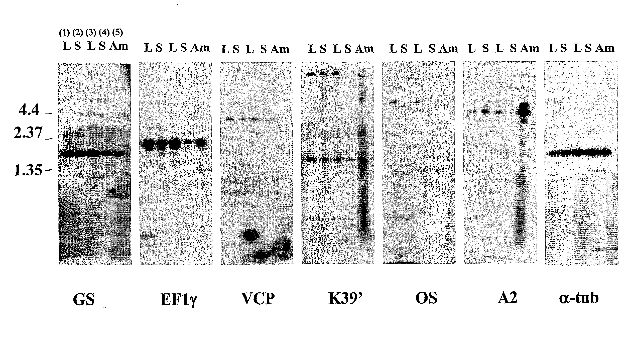 Vaccine formulations for leishmania