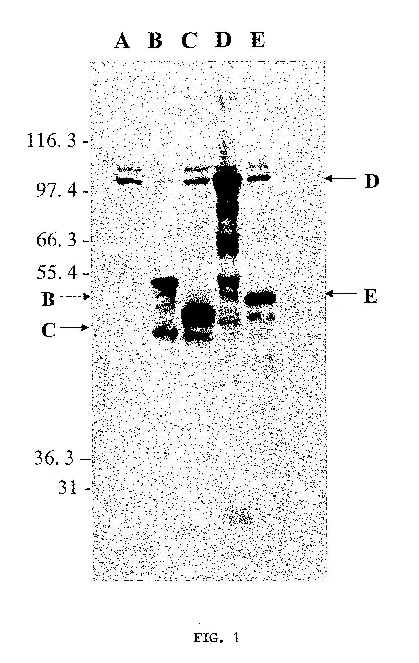 Vaccine formulations for leishmania