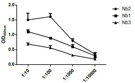 Canine distemper virus H protein nano antibody and preparation process thereof