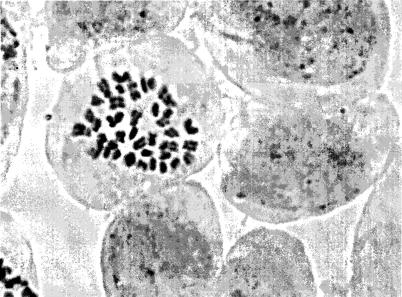 Tabletting method for locust stem tip chromosome