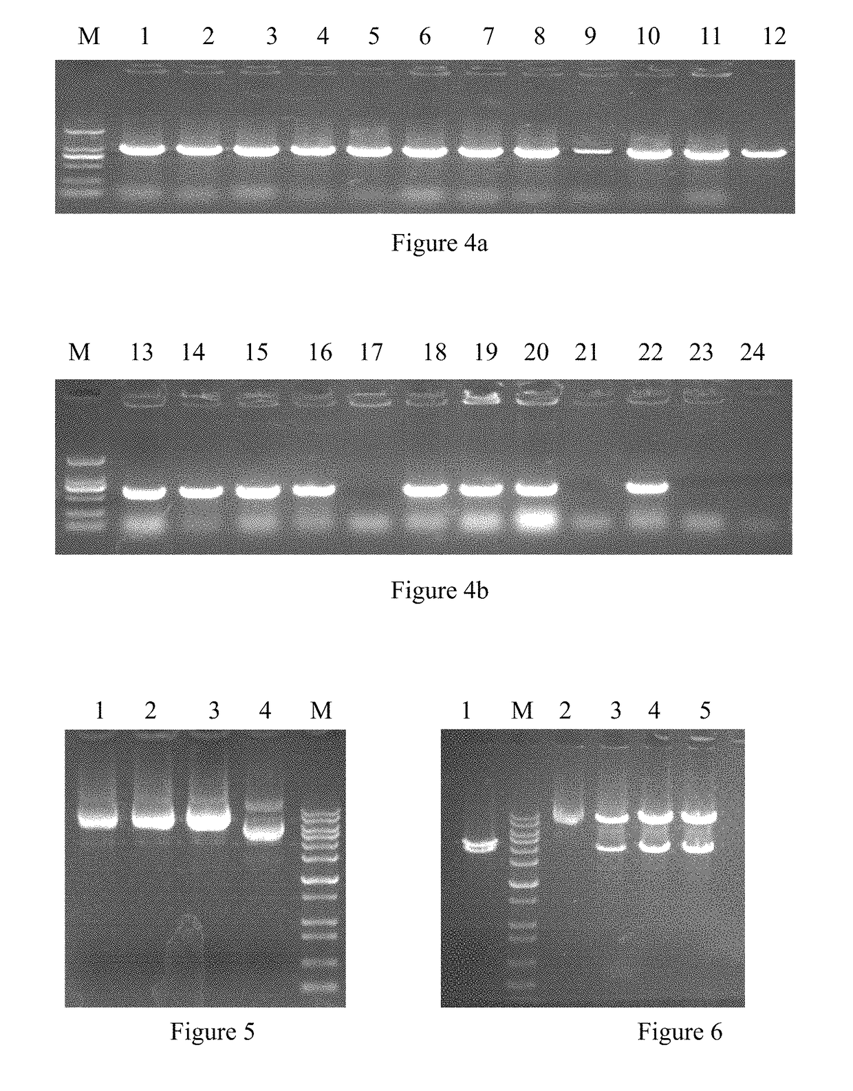 EV71 virus-like particles and preparation method and application thereof