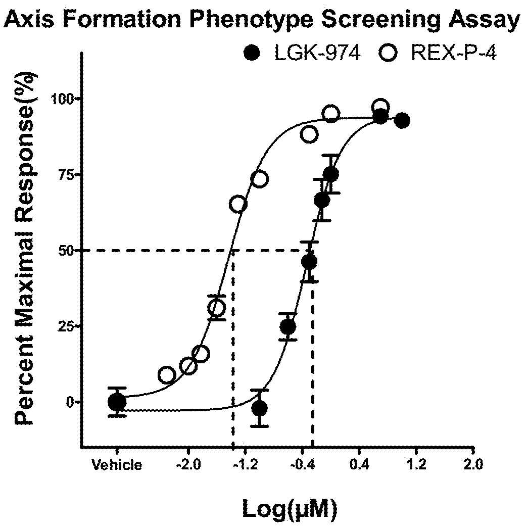 Five-membered heterocyclic amides wnt pathway inhibitor