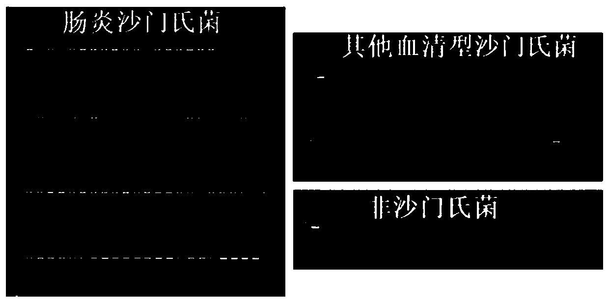 Novel specific molecular targets for 16 different serotypes of salmonella and rapid detection method thereof